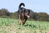 BEAUCERON 532